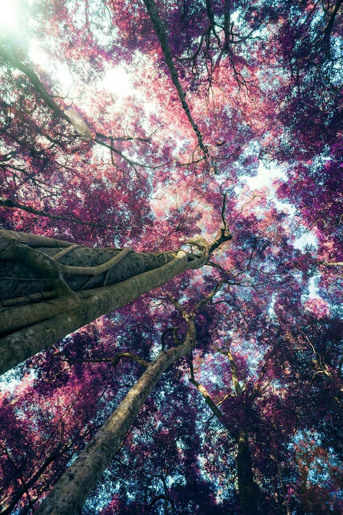 Pink tree - beauty, Nature, Tree, Pink