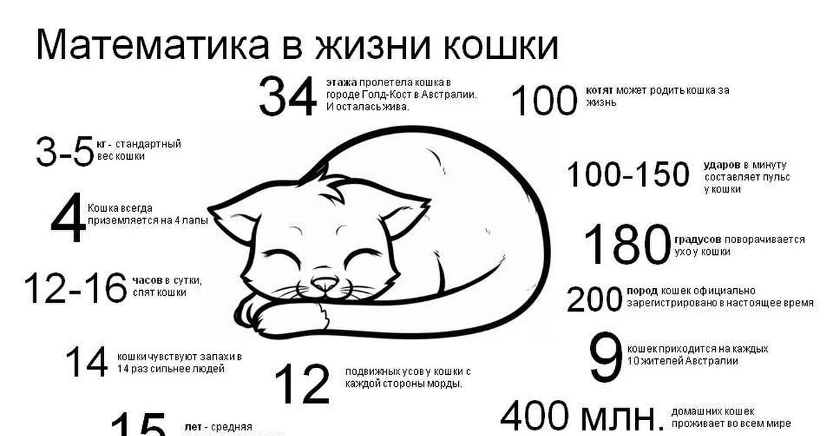 Сколько живут в домашних условиях. Сколько живут кошки. Продолжительность жизни кошек. Средняя Продолжительность жизни кошек. Продолжительной жизни кошки.