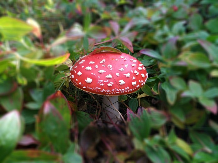 Murmansk fly agaric - My, Mushrooms, Fly agaric, Murmansk, Hills