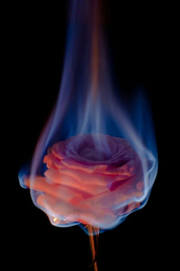 Burning rose. - the Rose, beauty, Flowers, Fire, Interesting, The photo, Photographer