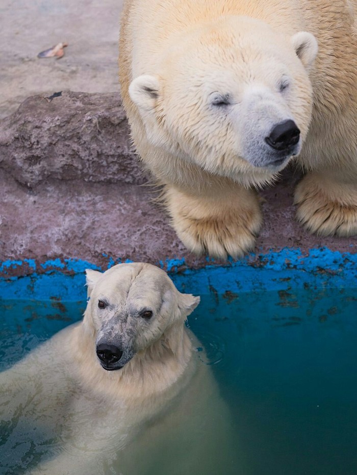 Come closer Potapych! You can't fit into the frame! - Polar bear, The photo