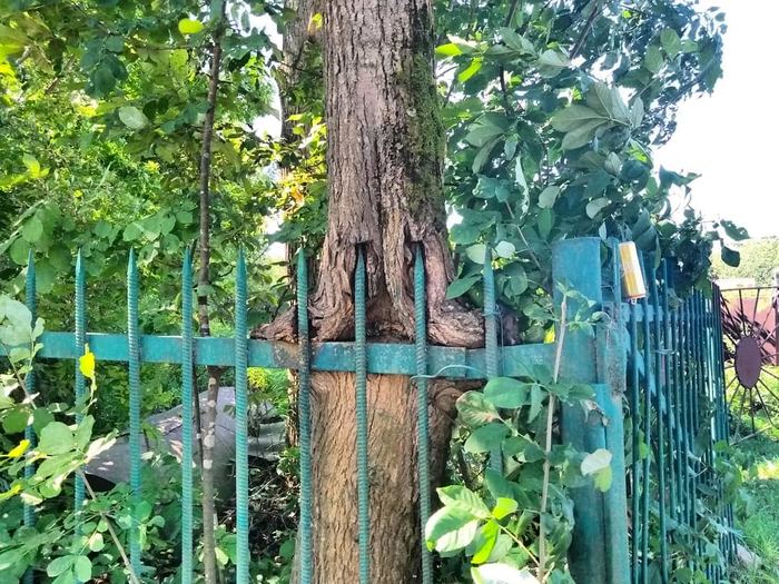 Om nom pain - My, The photo, Tree, Fence, Food, Pain, Omnomnom, Aaa, Dacha