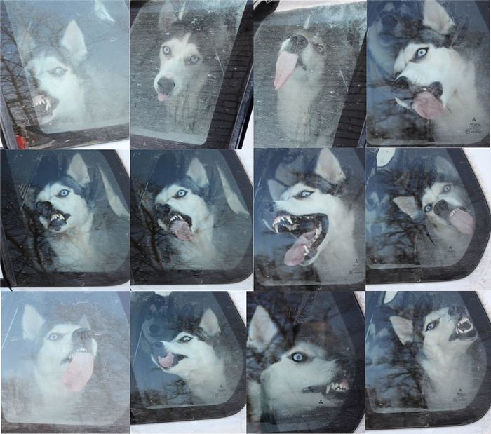 Wonder Dog - My, Glass, Language, Licking, Husky, Dog, Car, Teeth, Nose