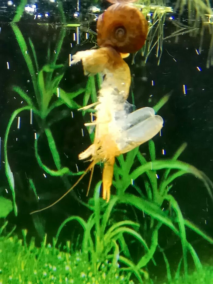 Snail Ripley. - My, Shrimp, Crayfish, Aquarium, Snail, Stranger, Longpost