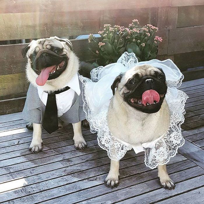 pug wedding - Pug, Milota, Wedding, Reddit, 