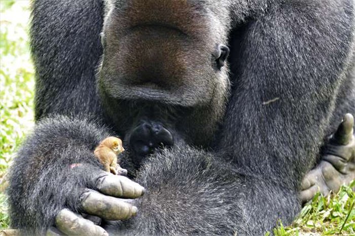 Gentle BoBo - Animals, Gorilla, Lemur, Longpost