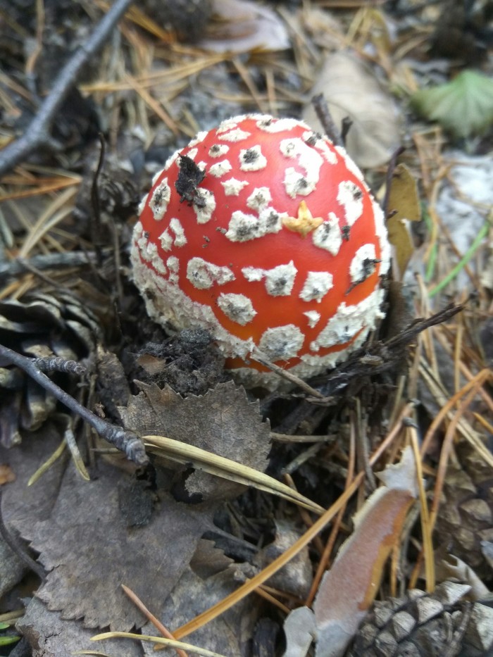 Fly agaric - Mushrooms, Fly agaric, The photo