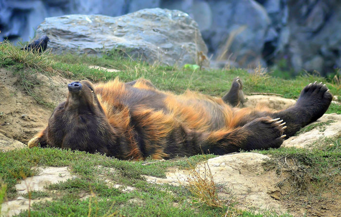 Sleep of the serene bear - The Bears, Dream, Serenity, The park