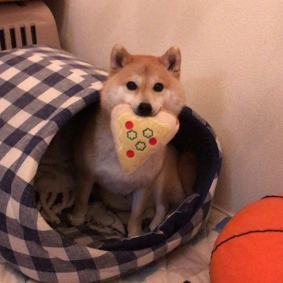 Everyone loves pizza - The photo, Dog, Pizza, Shiba Inu