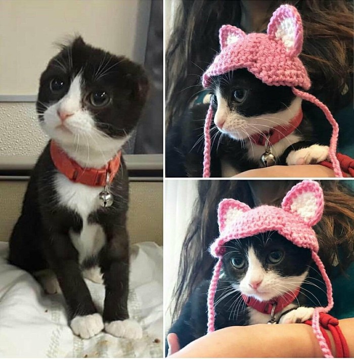 Milota - Reddit, Milota, cat, Ears, Cap