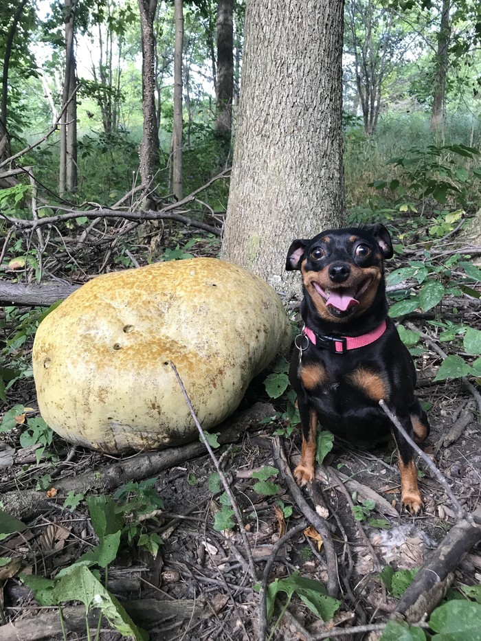 Yes, she found a huge mushroom in the forest. No, she didn't eat it. - Dog, The photo, Reddit, Forest, Mushrooms