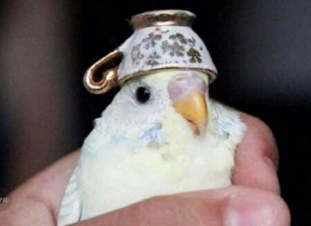 Foreman Popugaich - Pigeon, A cup, Safety engineering