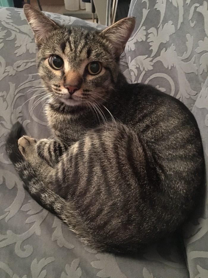 I will give the cat to a new home! - My, Surgut, cat, In good hands, Longpost, No rating