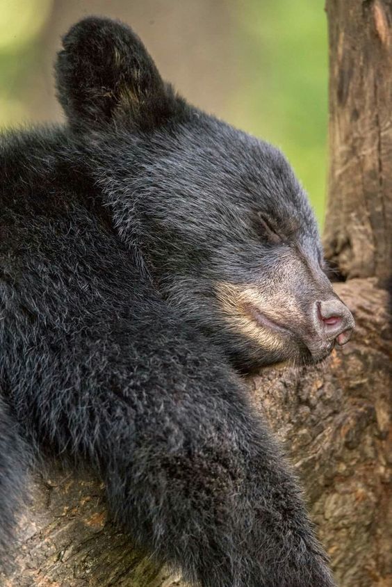 ����������� �������� - ������� ���