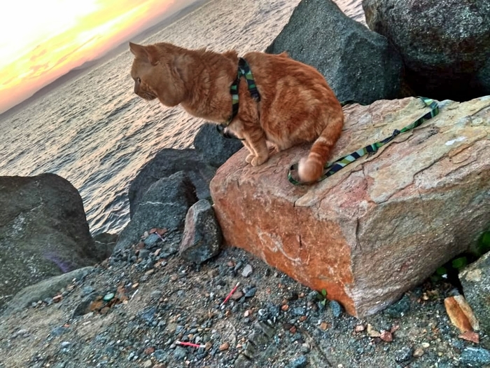 Cat and sea 2 - My, cat, Japanese Sea, Vladivostok, Walk, Nature, Animals