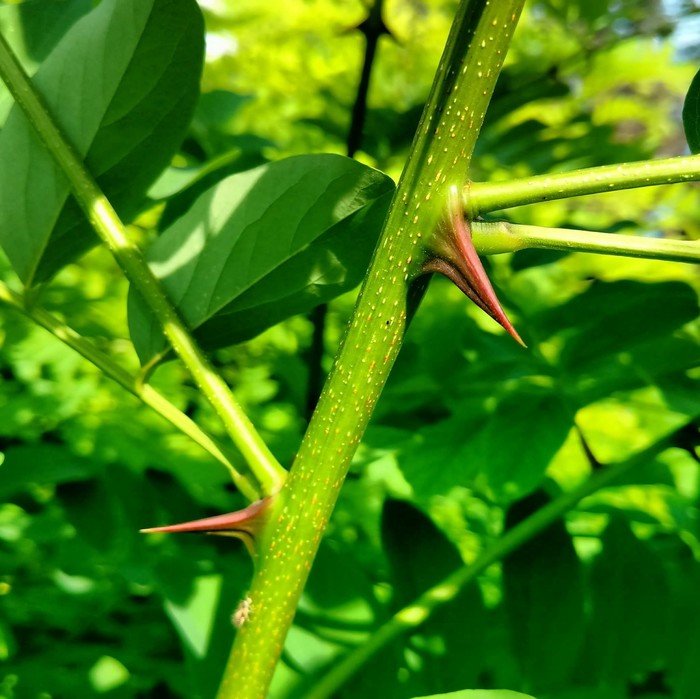 Новый забор | Пикабу
