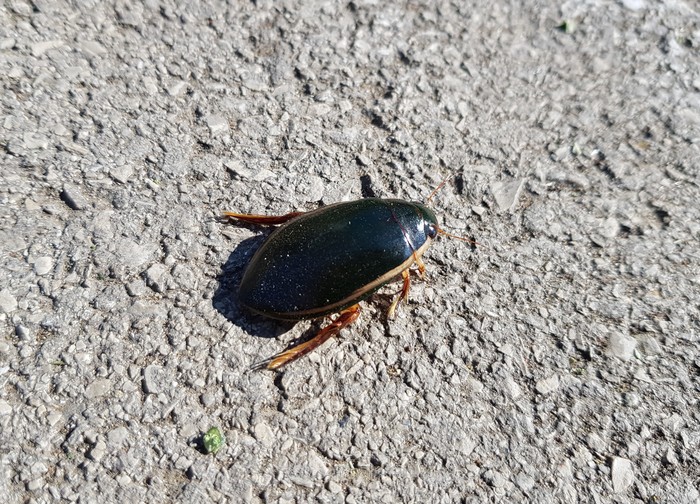 Who is this? - Жуки, What's this?, Who is this?, Insects, Longpost