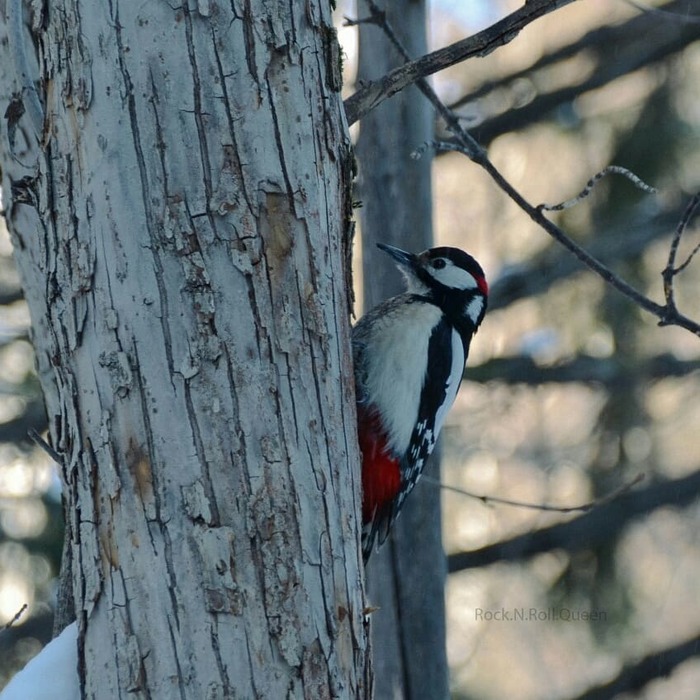 Autumn - winter - Beginning photographer, Autumn, Squirrel, Big, Great spotted woodpecker, Nature, My, Longpost