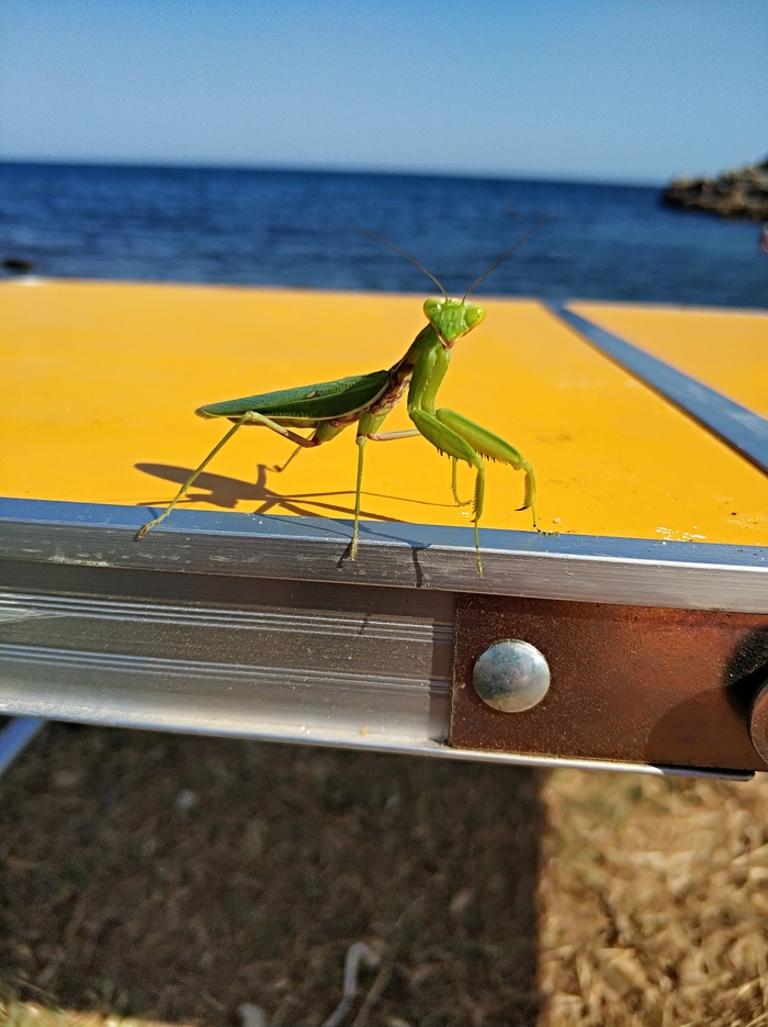 The photogenicity is on the rise. Crimean mantis) - My, Travels, Mantis, Crimea, Relaxation, Vacation, Nature, Black Sea