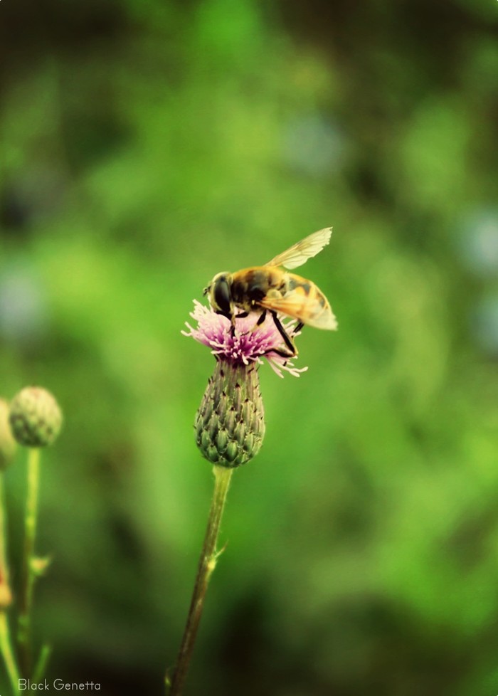 morning joys - My, Insects, The photo, Nature, Longpost