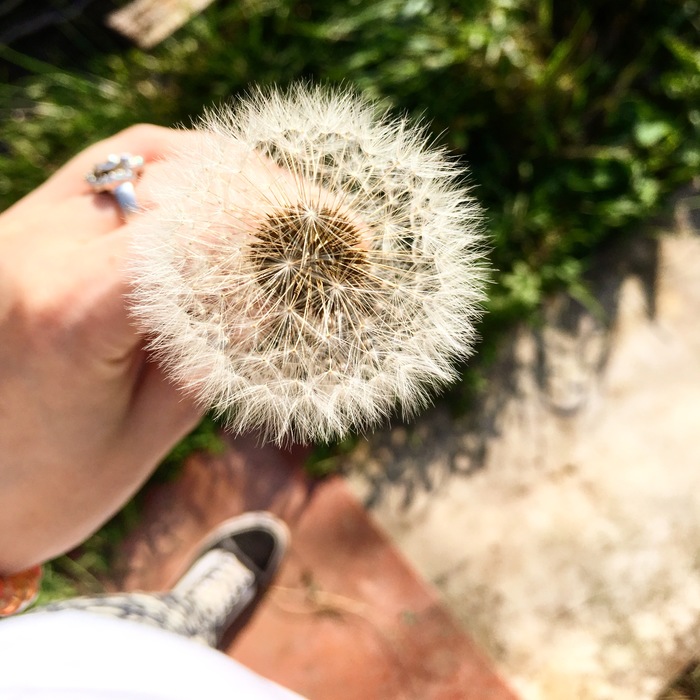 A bit of air - My, Dandelion, The sun, Village, Mood, Wind, Autumn, Longpost