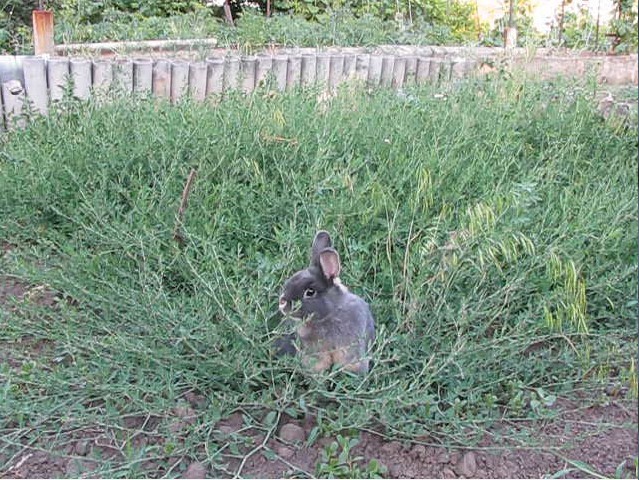 Rabbit Tosh. - My, Rabbit, Anton, cat, , Pets, Longpost