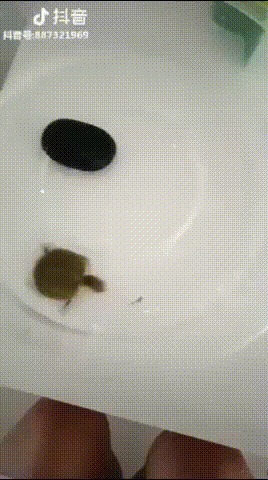 Все равно догоню!