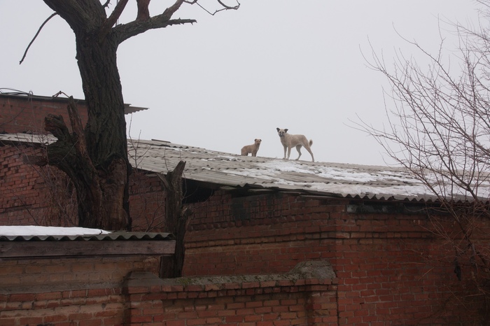 Nothing unusual, just dogs guarding from the roof - My, My, Dog, Roof, Security