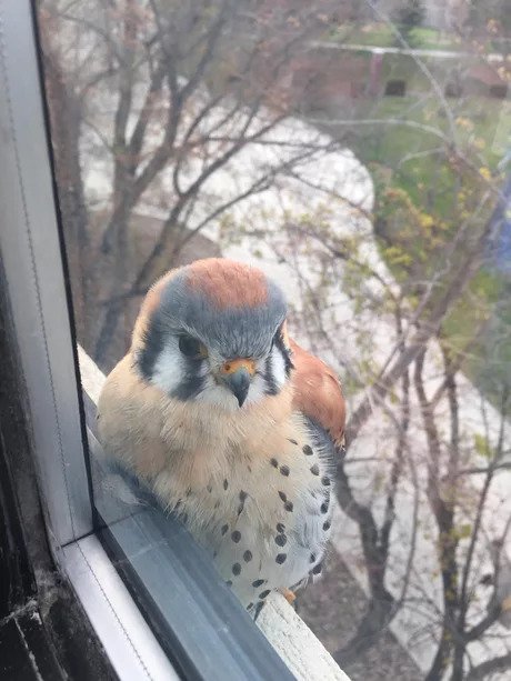 Psst, boy, do you have anything? - Birds, Window, Images