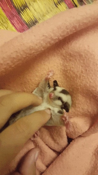 Милота)
