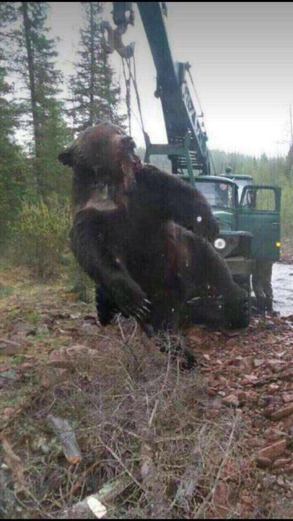 Браконьер выложил фото с убитым медведем в соцсетях и попался полиции