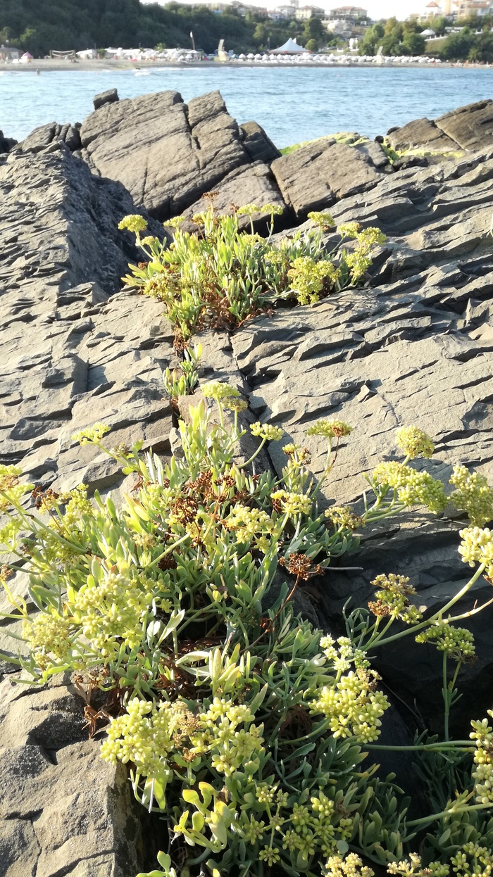 What is this plant? - My, No rating, Plants, The rocks, Sea