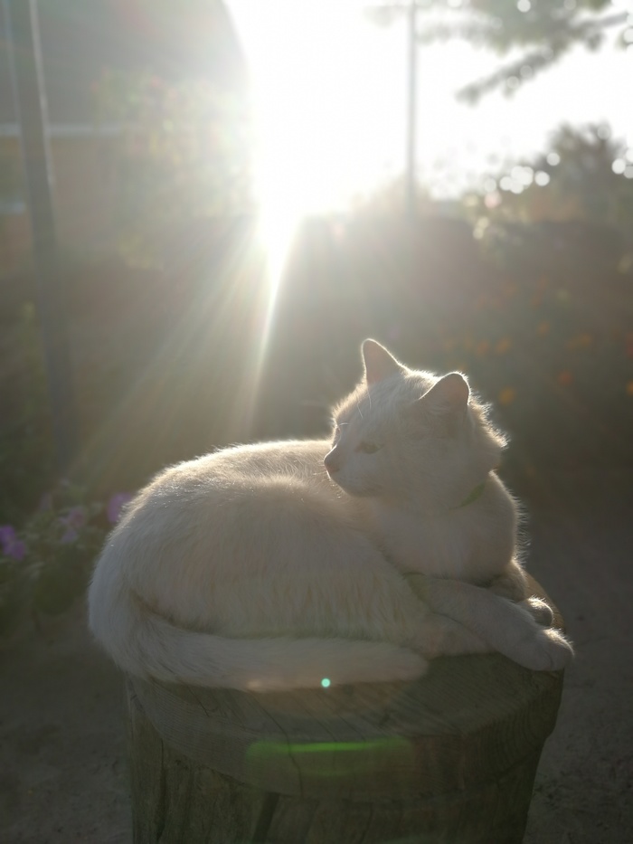 country cat - My, Village, cat, The photo