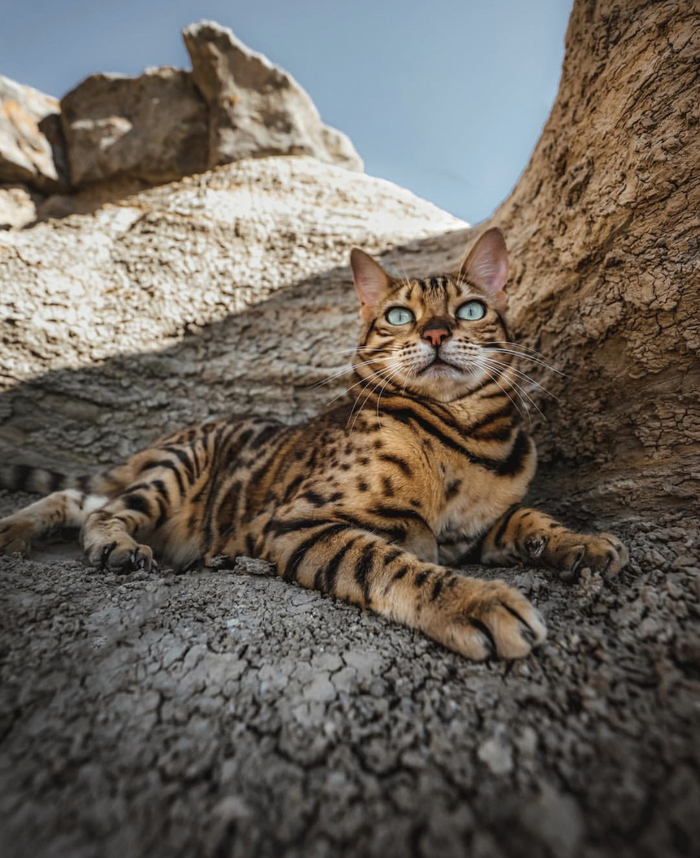 King, just king . - cat, bengal, Tsar, Longpost