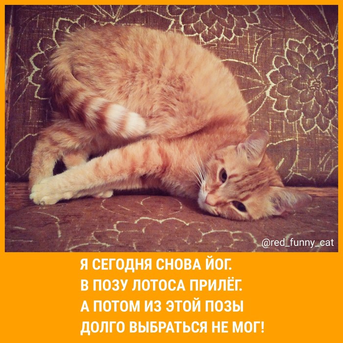 I'm learning asanas! - My, cat, Yoga, , Demotivator, Humor, Joke, , Asanas