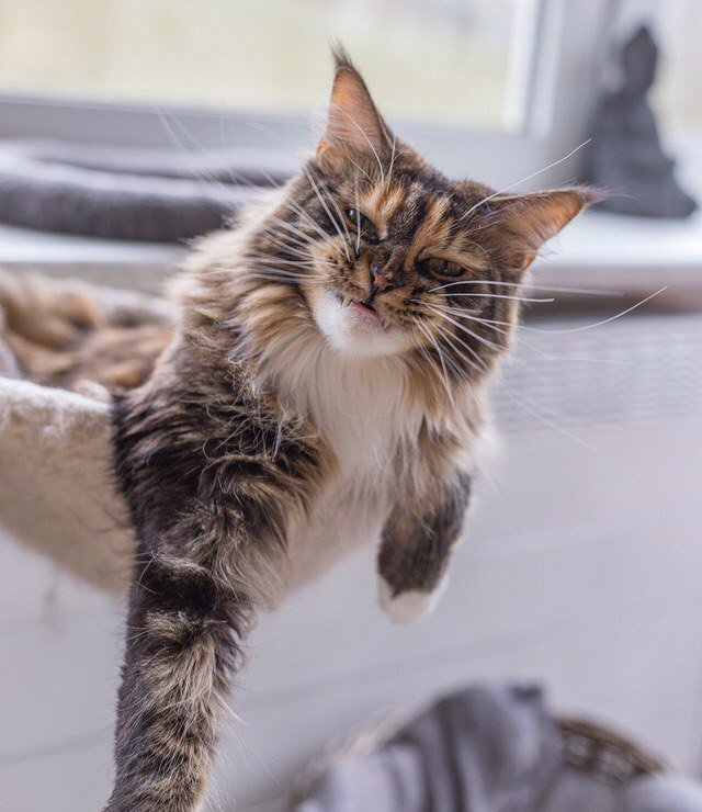 Fyr - cat, Teeth, , Maine Coon