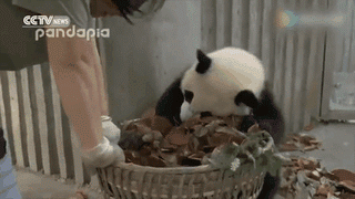 Well, let's ask the leaves ... - Panda, Zoo, Leaves, Clumsiness, Milota, GIF
