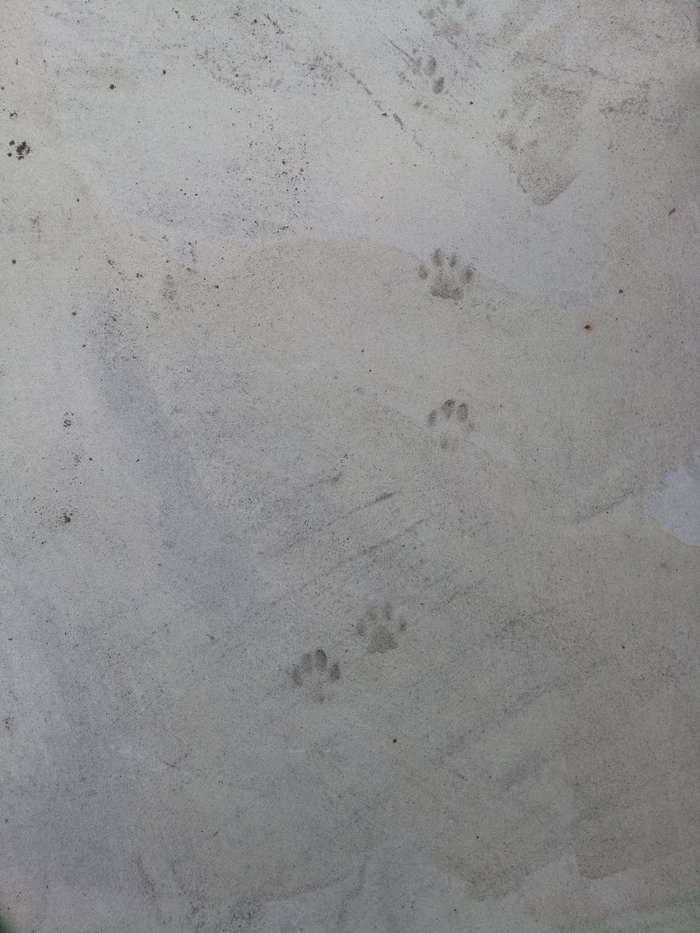 Furry Asshole Walk of Fame - My, cat, Paws, Concrete, Footprints