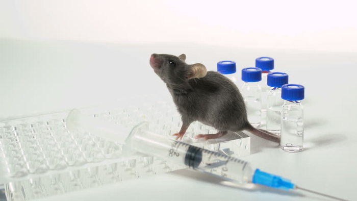 Genetics against drug addiction. - USA, Mouse, Drug fight, , Healthy lifestyle