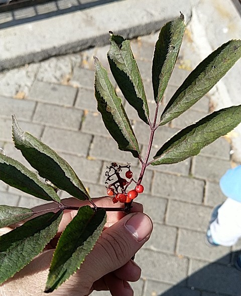 Help identify the plant - Entertaining botany, Tree, Berries, Help