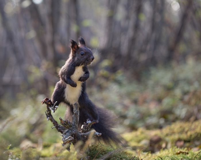 Looking for prey. - Squirrel, Pose, Animals, Milota, Important, Severity