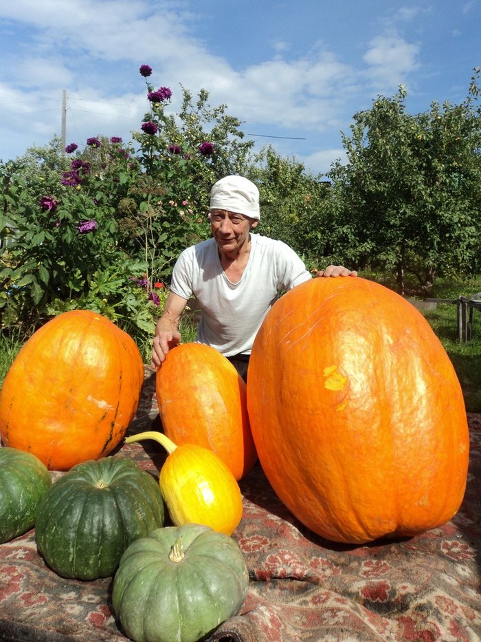 Dad harvested pumpkins - My, Pumpkin, Harvest, Garden