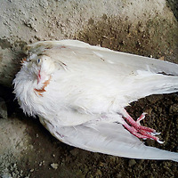 Dead wedding pigeons are found on the Tula embankment - Birds, Tula, Tulskaya Embankment, Ukrainian Insurgent Army, Biology, Animals, Wedding, Longpost