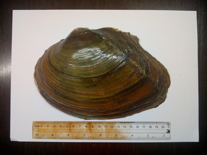 Речные монстры. Река, Ракушки, Астрахань, Длиннопост, Перловица, Река Волга