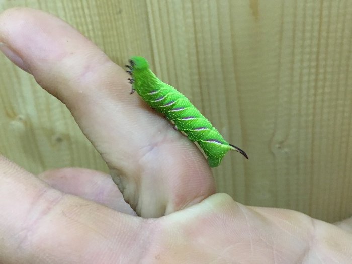 Fancy caterpillars - My, Summer, Caterpillar, With your own hands, Walk