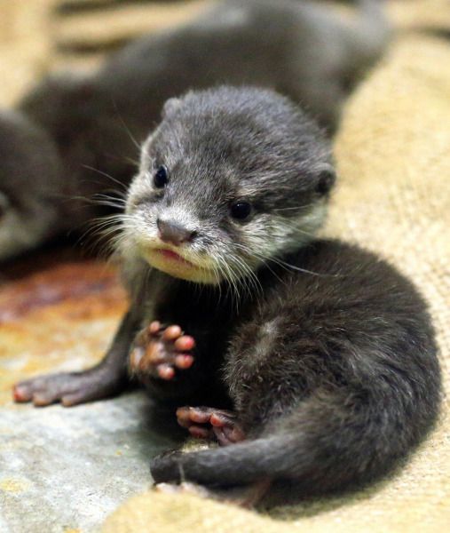 Enough - The photo, Otter, Young