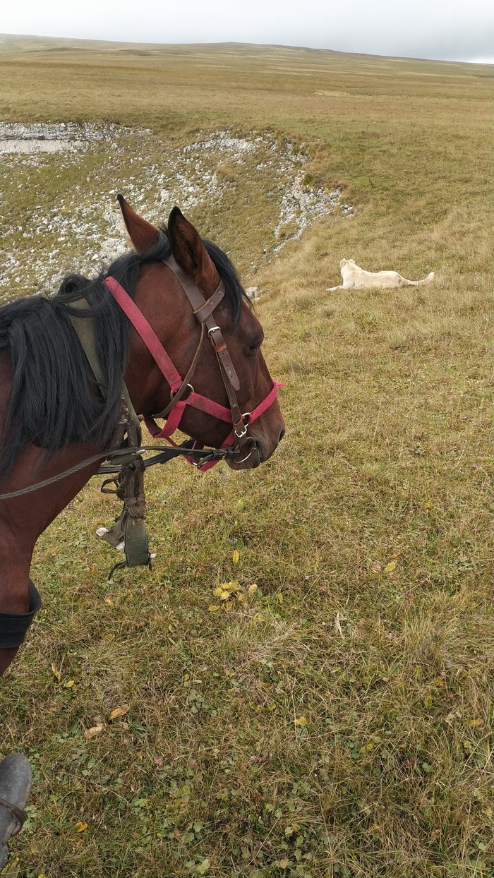 Horse riding in the mountains part two - My, Horses, , Kislovodsk, Longpost