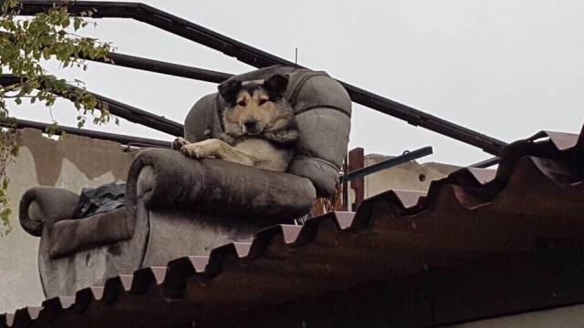 The security guard's comfort is a guarantee of security - Dog, Roof, Easy chair, Height, Funny