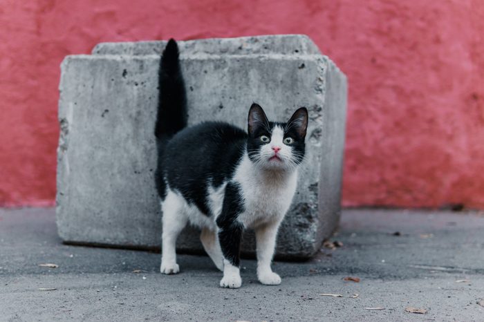 cat from your backyard - My, cat, Cur, Courtyard, The photo, Town, Animals, The street, Eyes, Longpost