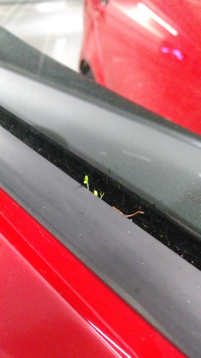 Sprouted - Plants, Car, Longpost